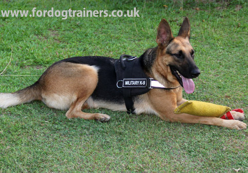 German Shepherd training tug